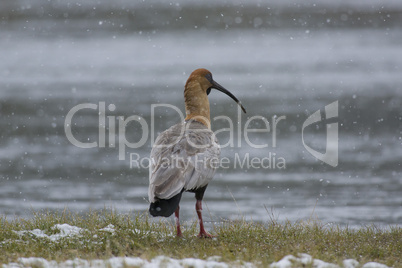 Black-faced Ibis on the Lakeside under the Snow