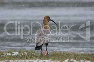 Black-faced Ibis on the Lakeside under the Snow