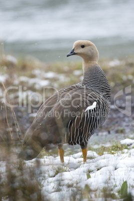 Female Upland Goose over the snow