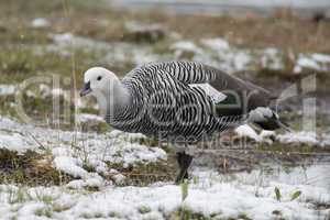 Male Upland Goose over the snow