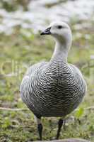 Male Upland Goose over the snow