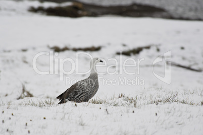 Male Upland Goose over the snow