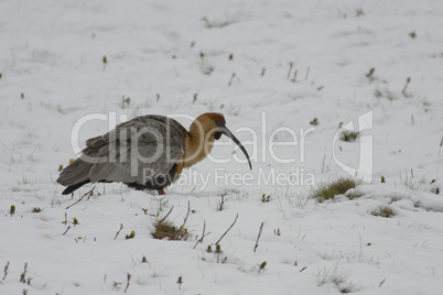 Black-faced Ibis on the Snow