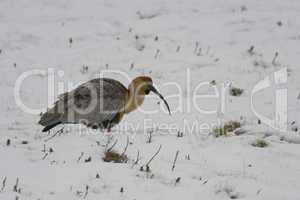 Black-faced Ibis on the Snow