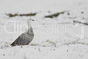 Male Upland Goose over the snow