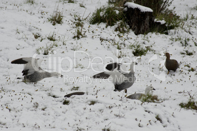 Two Male Upland Geeses over the snow