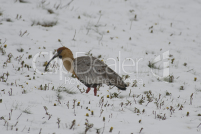 Black-faced Ibis on the Snow