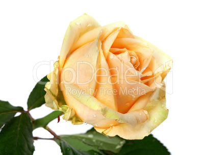Rose bud with water drops on white background
