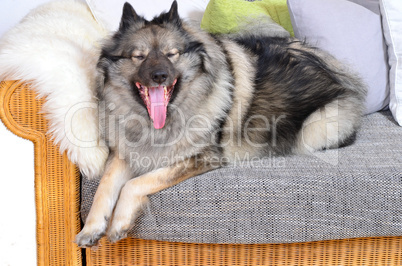 Hund auf Sofa mit Kissen