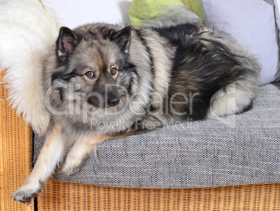 Hund auf Sofa mit Kissen