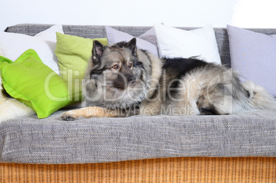 Hund auf Sofa mit Kissen