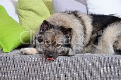 Hund auf Sofa mit Kissen