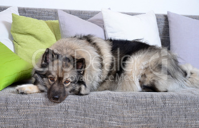 Hund auf Sofa mit Kissen