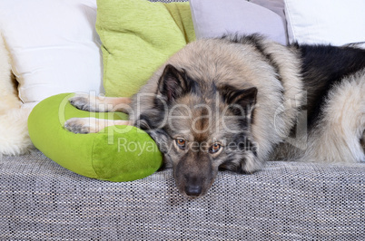 Hund schläft auf Sofa mit Kissen