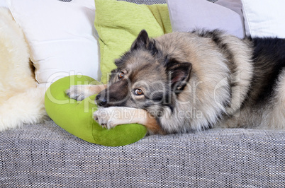 Hund auf Sofa mit Kissen