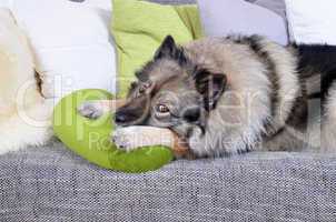 Hund auf Sofa mit Kissen