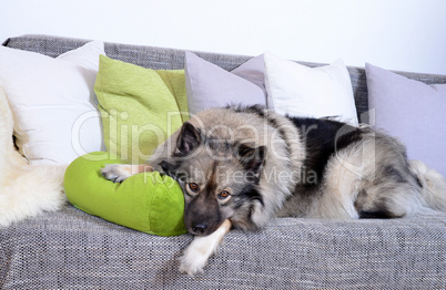 Hund auf Sofa mit Kissen