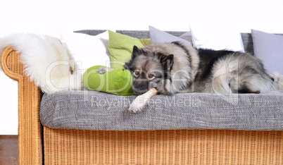 Hund auf Sofa mit Kissen