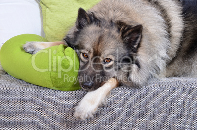 Hund auf Sofa mit Kissen