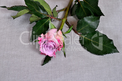 Rose Rose auf Stoff Hintergrund