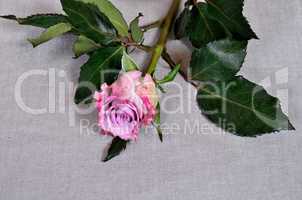 Rose Rose auf Stoff Hintergrund