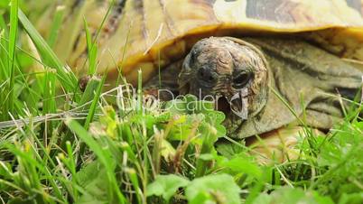 Turtle on green grass