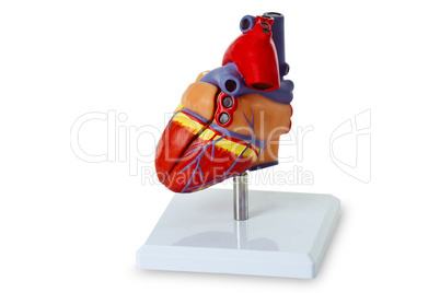 Modell eines menschlichen Herz