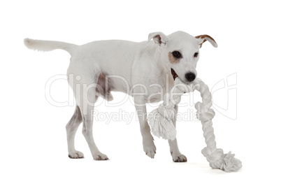 Jack Russell Terrier