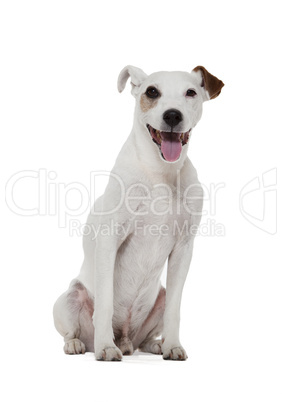 Jack Russell Terrier