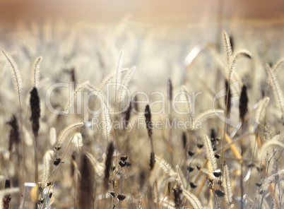 Field At Sunset