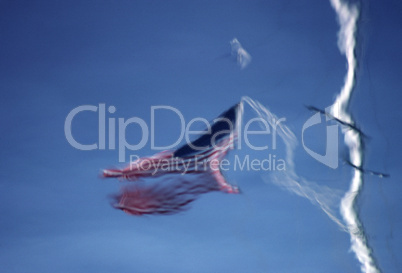 U.S.A. Flag reflected