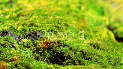 Moss In Spring Forest. Shot With Slider.