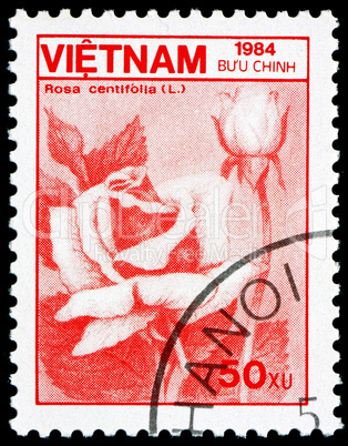 Postage stamp Vietnam 1984 Cabbage Rose, Rosa Centifolia, Flower