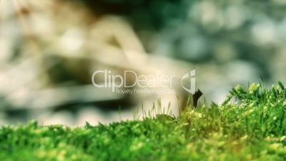 Moss In Spring Forest. Shot With Slider.