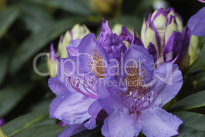 Rhododendron