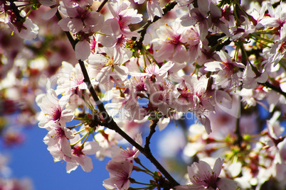 Blossoms