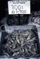 Squid for sale