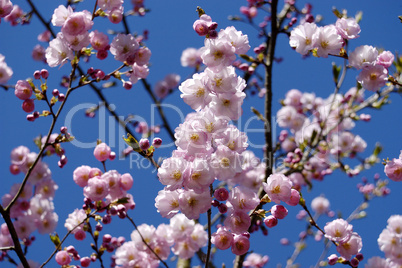 Blossoming tree