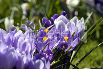 Crocus