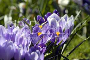 Crocus