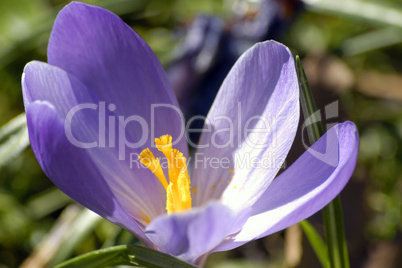 Crocus