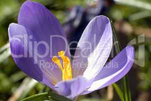 Crocus