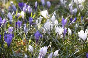 Crocus