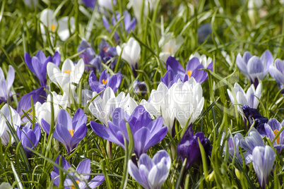 Crocus