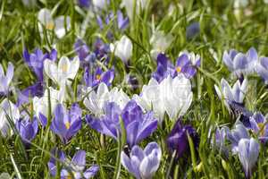 Crocus