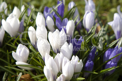 Crocus