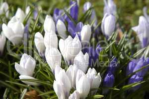 Crocus