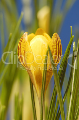 Crocus