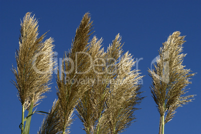 Grass Grass