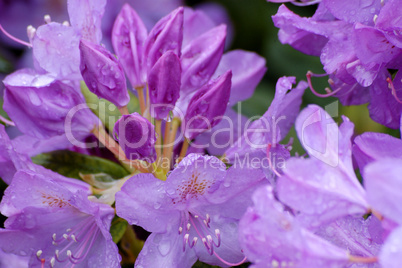 Rhododendron